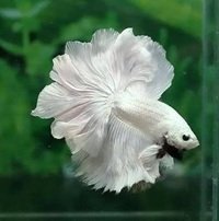 Betta