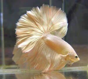 Betta fish
