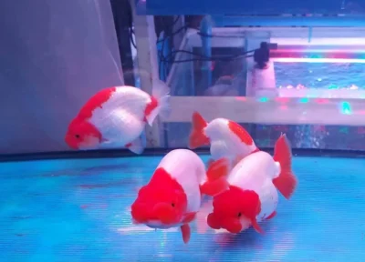 red and white ranchu