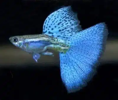 Blue grass guppy with a large tail and fins