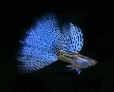 Blue grass guppy with a large tail and fins