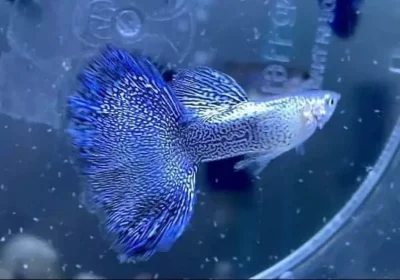 blue lace guppy with a large tail