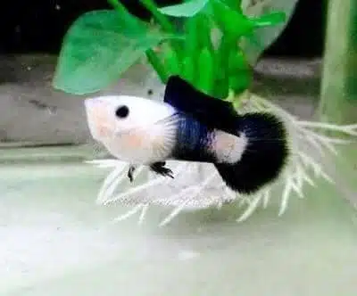 Blue panda guppy in a planted aquarium