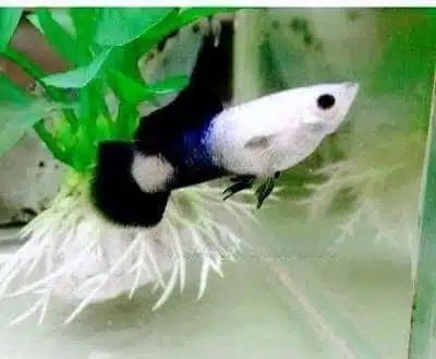 Blue panda guppy in planted aquarium 