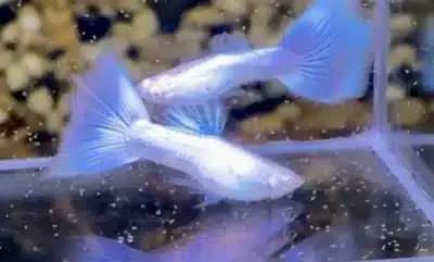 Two Blue pearl guppies in an aquarium tank