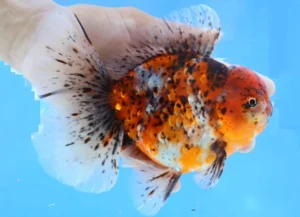 calico oranda goldfish