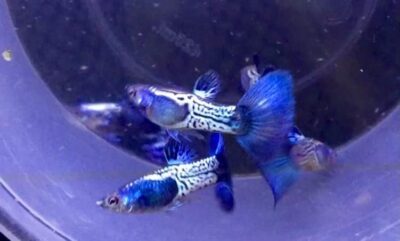 Group of navy blue guppies with large tails and a white pattern in the mid-body