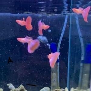 group of pink guppies