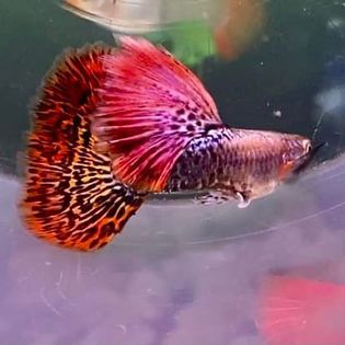 Red Dragon Guppy