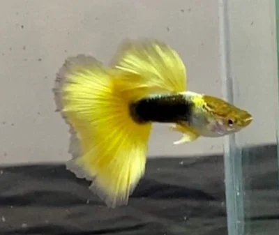 Yellow tuxedo guppy fish