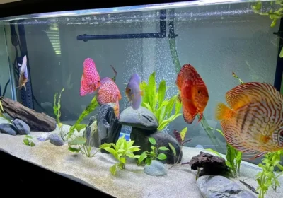 Discus fish tank size
