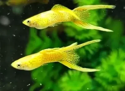endler guppy