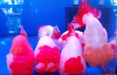 red and white ranchu