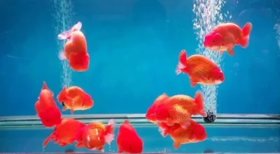 red ranchu goldfish