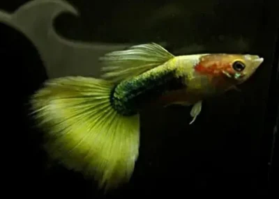 golden tuxedo guppy