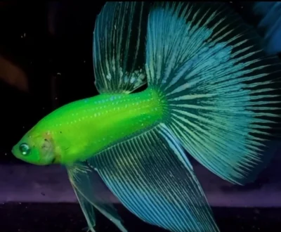 Electric Green glofish betta