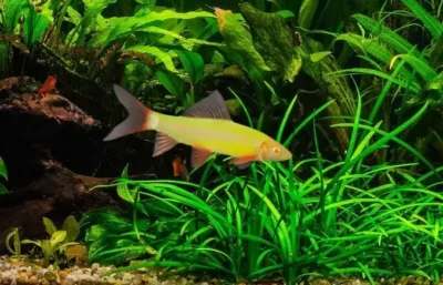 electric green shark glofish