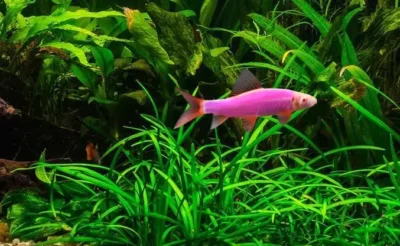 Galactic Purple Shark glofish