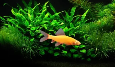 sunburst orange shark