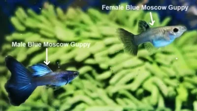 Male and Female blue moscow guppy