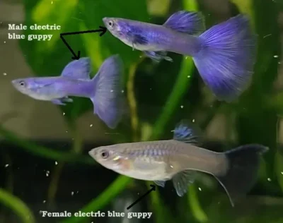Male and Female electric blue guppy