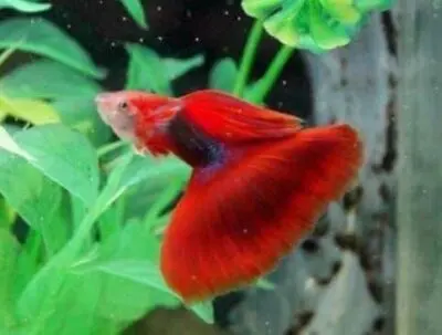 red tuxedo guppy