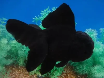 black oranda goldfish