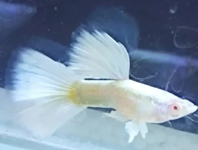 platinum white guppy