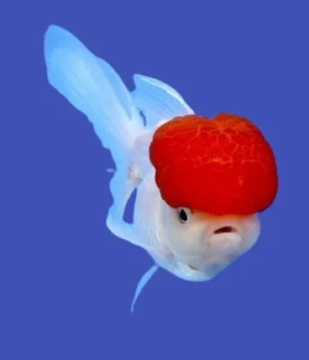 redcap oranda goldfish