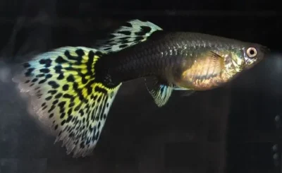 female leopard tuxedo guppy