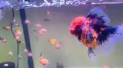 Baby Oranda Goldfish swimming with parent fish