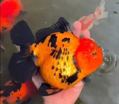 Oranda Goldfish with wen, also called fat goldfish