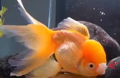 Oranda Goldfish with irregular wen growth on head