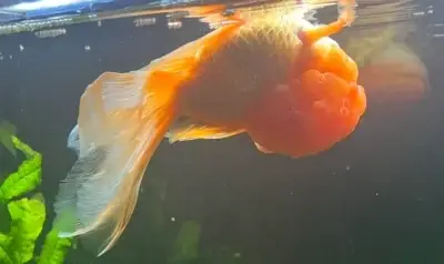 Swim bladder disorder in Oranda Goldfish