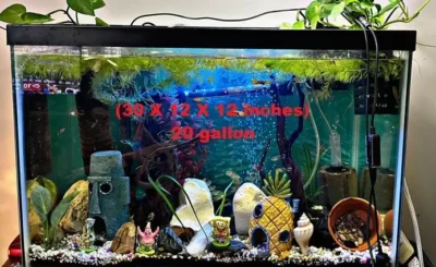20 gallon tank