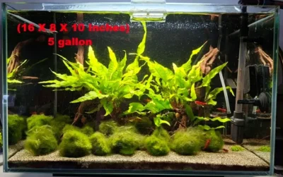 5 gallon tank