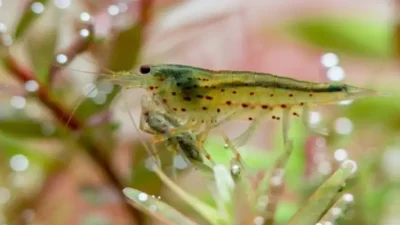 Amano shrimp