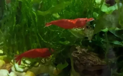 cherry shrimp