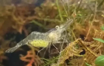 ghost shrimp