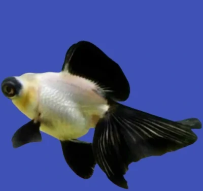 Panda Telescope goldfish