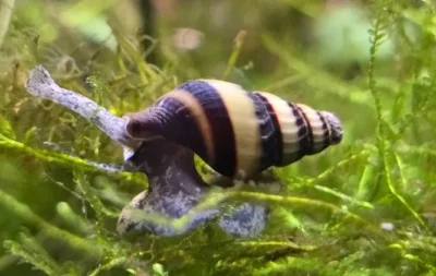 ramshorn snail