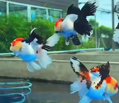 tricolor panda oranda goldfish