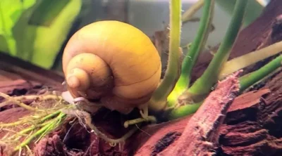 mystery snail