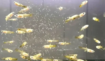 1month old guppy fry