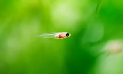 1 week old guppy fry