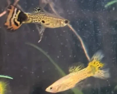 2 months old guppy