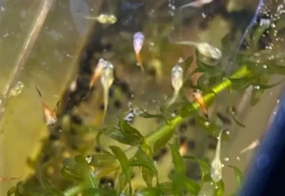 2 week old guppy fry