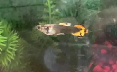 3 month old guppy