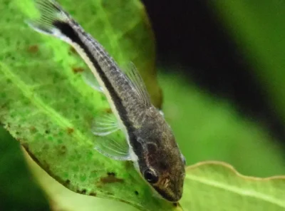 Catfish
