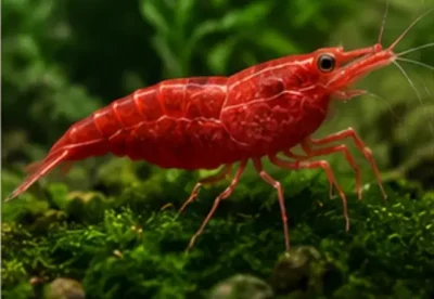 Cherry Shrimp